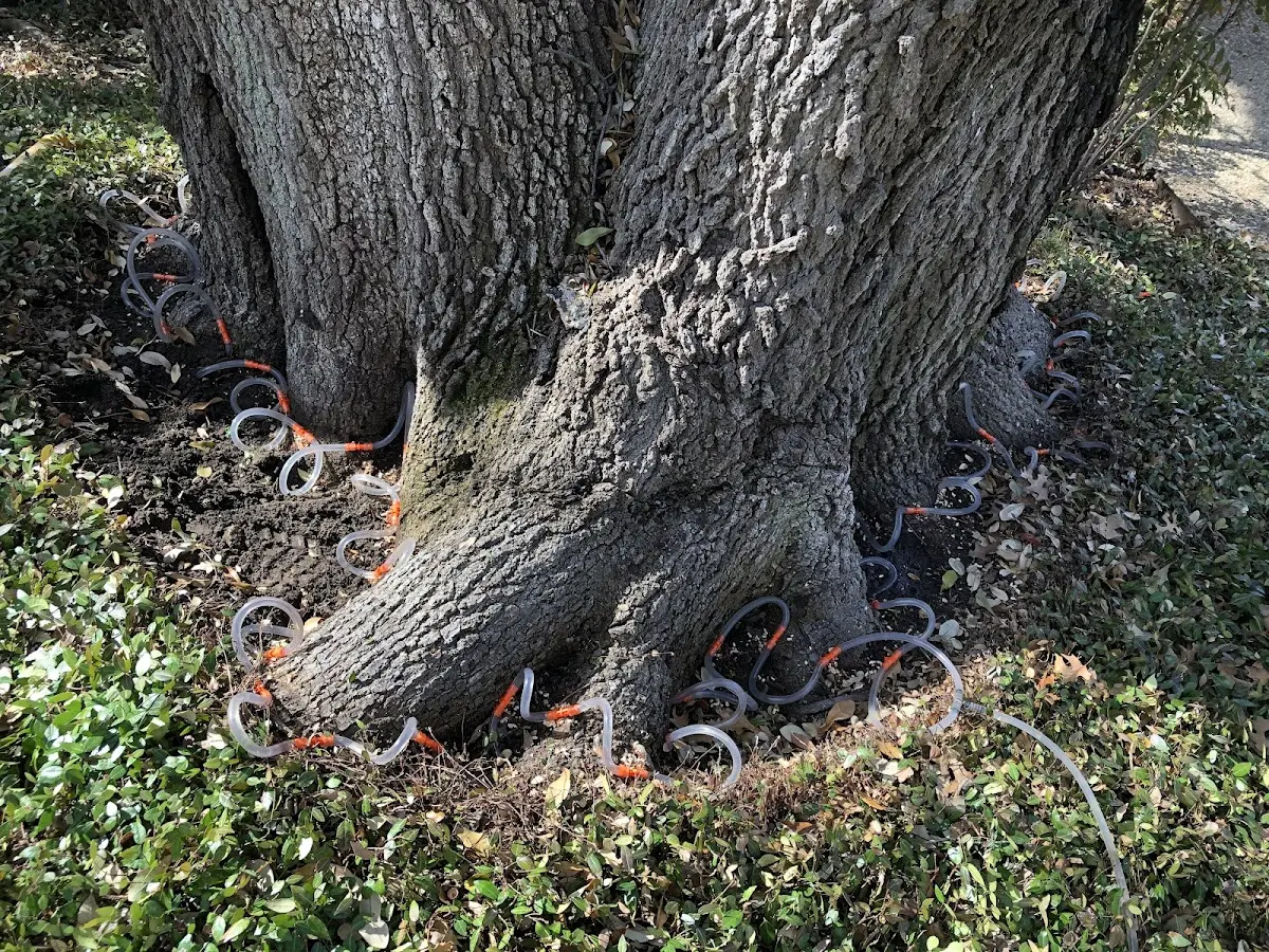 Detailed Tree Cabling and Bracing job site in Arion