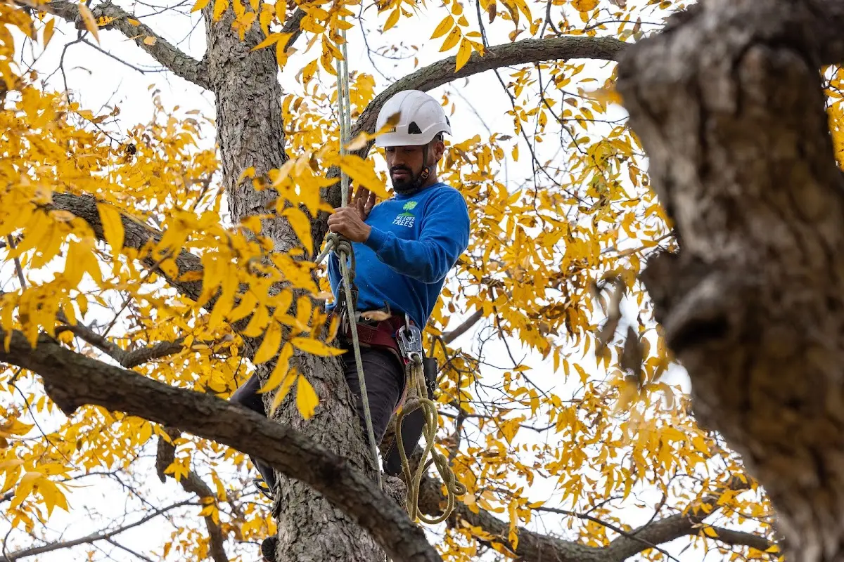 Skilled Storm Damage Cleanup crew working in Arion